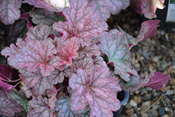 Kira Purple Rain Forest Coral Bells (Heuchera 'Kira Purple Rain Forest') at Lakeshore Garden Centres
