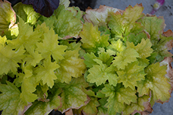 Kira Green Tea Coral Bells (Heuchera 'Kira Green Tea') at Lakeshore Garden Centres