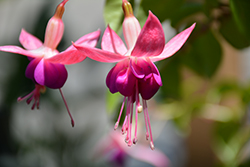 Nonpareil Fuchsia (Fuchsia 'Nonpareil') at Lakeshore Garden Centres