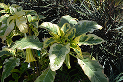 Miner's Claim Variegated Angel's Trumpet (Brugmansia 'Miner's Claim') at Lakeshore Garden Centres