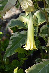 Miner's Claim Variegated Angel's Trumpet (Brugmansia 'Miner's Claim') at Lakeshore Garden Centres
