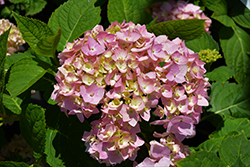 Dear Dolores Hydrangea (Hydrangea macrophylla 'Wyatt LeFever') at Lakeshore Garden Centres