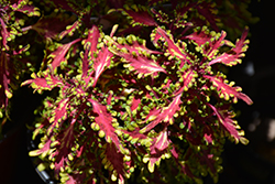 Terra Nova Scarlet Ibis Coleus (Solenostemon scutellarioides 'Scarlet Ibis') at Lakeshore Garden Centres