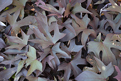 Proven Accents Blackie Sweet Potato Vine (Ipomoea batatas 'Blackie') at Lakeshore Garden Centres