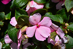 Imara XDR Pink Impatiens (Impatiens walleriana 'Imara XDR Pink') at Lakeshore Garden Centres
