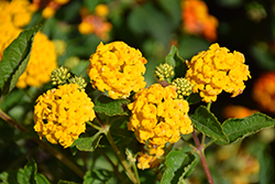 New Gold Lantana (Lantana camara 'New Gold') at Lakeshore Garden Centres