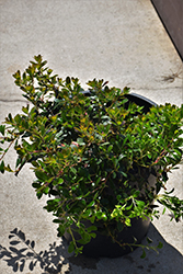 San Bruno Mountain Bearberry (Arctostaphylos uva-ursi 'San Bruno Mountain') at Lakeshore Garden Centres