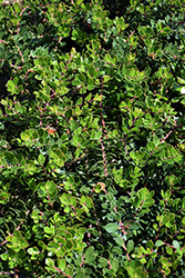 Emerald Carpet Manzanita (Arctostaphylos 'Emerald Carpet') at Lakeshore Garden Centres