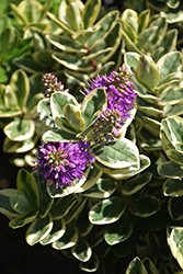 Variegated Hebe (Hebe elliptica 'Variegata') at Lakeshore Garden Centres
