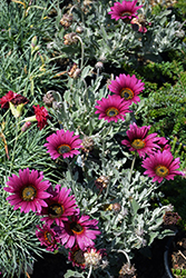 Big Magenta African Daisy (Arctotis acaulis 'Big Magenta') at Lakeshore Garden Centres