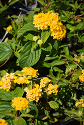 Sunburst Spreading Lantana (Lantana montevidensis 'Spreading Sunburst') at Lakeshore Garden Centres
