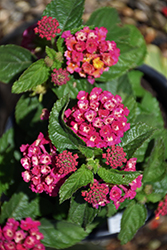 Bandana Cherry Sunrise Lantana (Lantana camara 'Bante Cheriasun') at Lakeshore Garden Centres