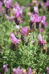 With Love Lavender (Lavandula stoechas 'Bentley') at Lakeshore Garden Centres