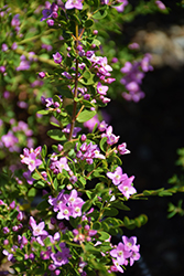 Shark Bay Boronia (Boronia crenulata 'Shark Bay') at Lakeshore Garden Centres
