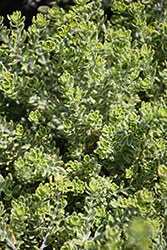 Morning Light Coast Rosemary (Westringia fruticosa 'Morning Light') at Lakeshore Garden Centres