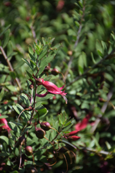 Spotted Emu Bush (Eremophila maculata) at Lakeshore Garden Centres