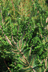 Whorl Heath (Erica verticillata) at Lakeshore Garden Centres