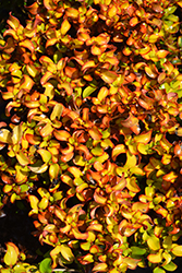 Golden Glow Mirror Bush (Coprosma repens 'Golden Glow') at Lakeshore Garden Centres