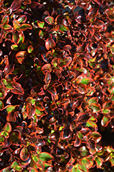 Scarlett O'Hara Mirror Bush (Coprosma repens 'Scarlett O'Hara') at Lakeshore Garden Centres