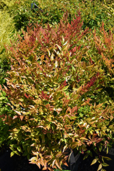 Gulf Stream Dwarf Nandina (Nandina domestica 'Gulf Stream') at Lakeshore Garden Centres