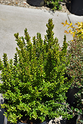 Dwarf Myrtle (Myrtus communis 'Compacta') at Golden Acre Home & Garden