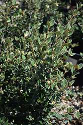 Ivory Bells Correa (Correa 'Ivory Bells') at Lakeshore Garden Centres