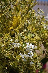 Variegated Potato Vine (Solanum jasminoides 'Aurea') at Lakeshore Garden Centres