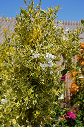 Variegated Potato Vine (Solanum jasminoides 'Aurea') at Lakeshore Garden Centres
