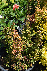 African Boxwood (Myrsine africana) at Lakeshore Garden Centres