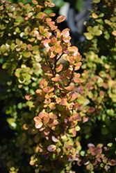 African Boxwood (Myrsine africana) at Lakeshore Garden Centres
