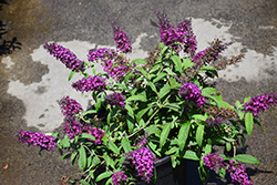 Summer Bird Magenta Butterfly Bush (Buddleia davidii 'Summer Bird Magenta') at Lakeshore Garden Centres