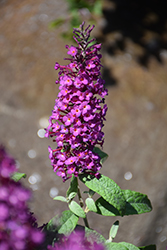 Summer Bird Magenta Butterfly Bush (Buddleia davidii 'Summer Bird Magenta') at Lakeshore Garden Centres