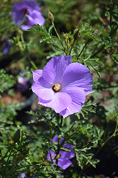 Monterey Bay Lilac Hibiscus (Alyogyne huegelii 'Monterey Bay') at Lakeshore Garden Centres