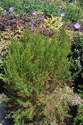 Carousel Boronia (Boronia 'Carousel') at Lakeshore Garden Centres