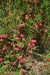 Carousel Boronia (Boronia 'Carousel') at Lakeshore Garden Centres