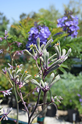 Orange Cross Kangaroo Paw (Anigozanthos flavidus 'Orange Cross') at Lakeshore Garden Centres
