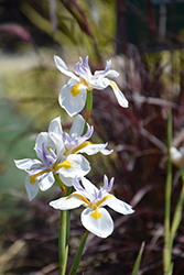 African Iris (Dietes iridioides) at Lakeshore Garden Centres