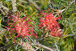 Bonfire Grevillea (Grevillea 'Bonfire') at Lakeshore Garden Centres