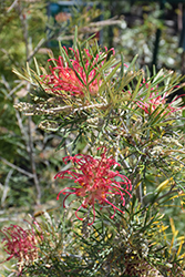 Spirit of ANZAC Grevillea (Grevillea 'Spirit of ANZAC') at Lakeshore Garden Centres