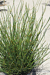 El Campo Small Cape Rush (Chondropetalum tectorum 'El Campo') at Lakeshore Garden Centres