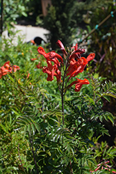 Riot Red Cape Honeysuckle (Tecomaria capensis 'Riot Red') at Lakeshore Garden Centres