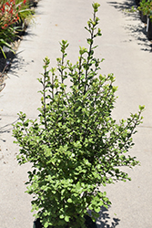 Tasman Ruffles Pittosporum (Pittosporum tenuifolium 'Tasman Ruffles') at Lakeshore Garden Centres