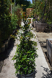 Monterey Bay Brush Cherry (Eugenia myrtifolia 'Monterey Bay') at Lakeshore Garden Centres
