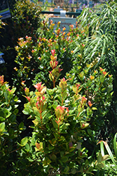 Orange Twist Brush Cherry (Eugenia myrtifolia 'Orange Twist') at Lakeshore Garden Centres