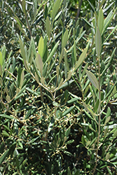 Skylark Dwarf Olive (Olea europaea 'Skylark Dwarf') at Lakeshore Garden Centres