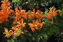 Cape Town Orange Cape Honeysuckle (Tecomaria 'DWOY001') at Lakeshore Garden Centres