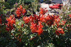 Cape Town Red Cape Honeysuckle (Tecomaria 'DWRE001') at Lakeshore Garden Centres