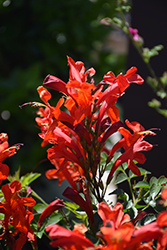 Cape Town Red Cape Honeysuckle (Tecomaria 'DWRE001') at Lakeshore Garden Centres