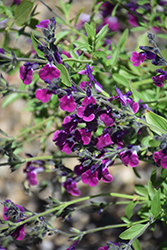 Amethyst Lips Sage (Salvia greggii 'Dyspurp') at Lakeshore Garden Centres
