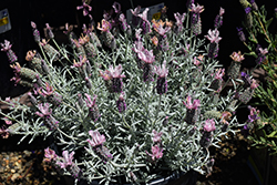 Ghostly Princess Spanish Lavender (Lavandula stoechas 'Ghostly Princess') at Lakeshore Garden Centres
